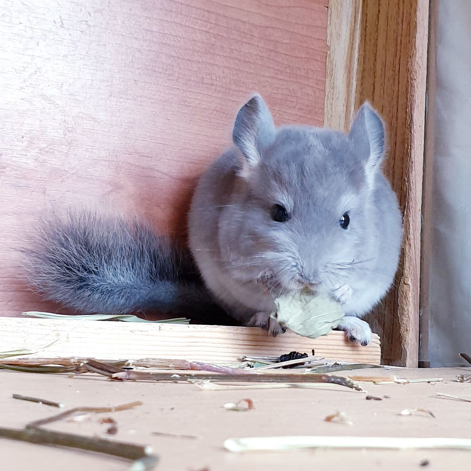 Маленький самец шиншиллы Фиолет носитель ангоры