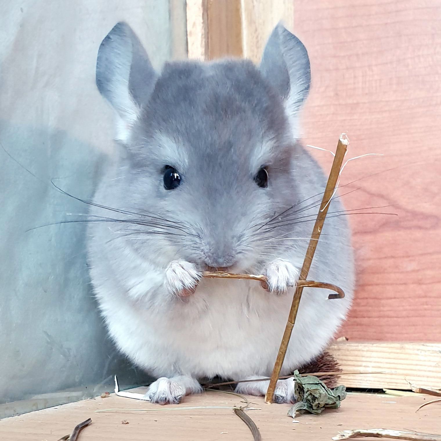 Маленький самец шиншиллы Фиолет носитель ангоры