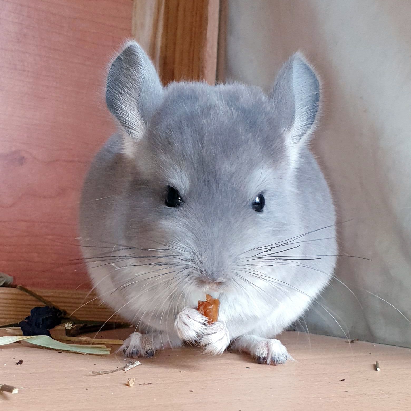 Маленький самец шиншиллы Фиолет носитель ангоры