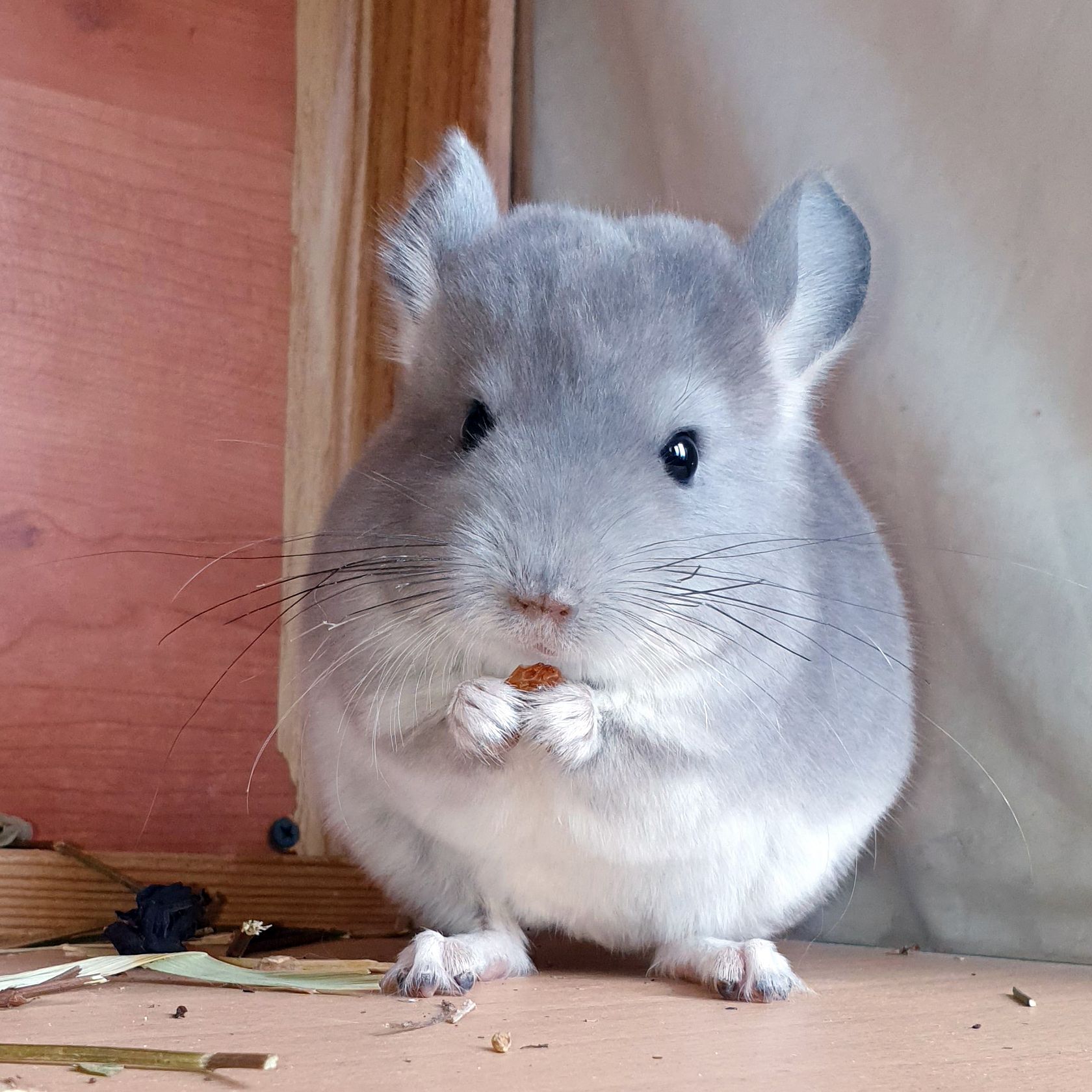 Маленький самец шиншиллы Фиолет носитель ангоры