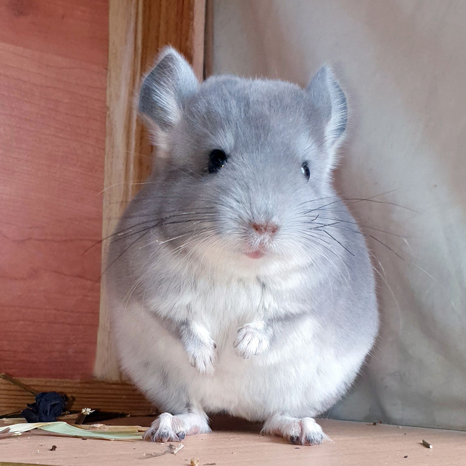 Маленький самец шиншиллы Фиолет носитель ангоры