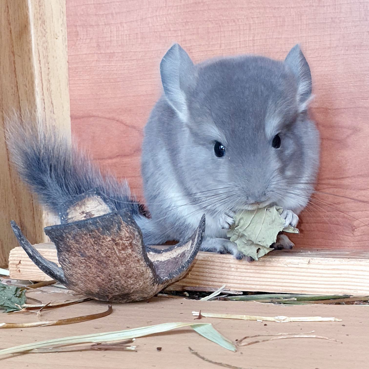 Маленький самец шиншиллы окраса Фиолетовый носитель ангоры