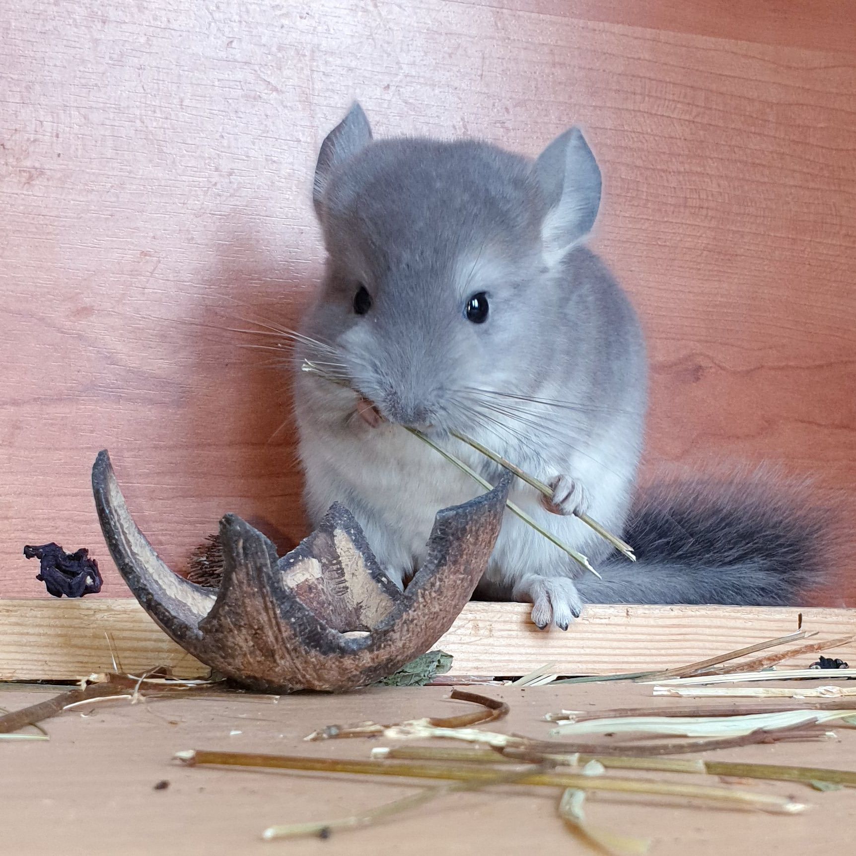 Маленький самец шиншиллы окраса Фиолетовый носитель ангоры