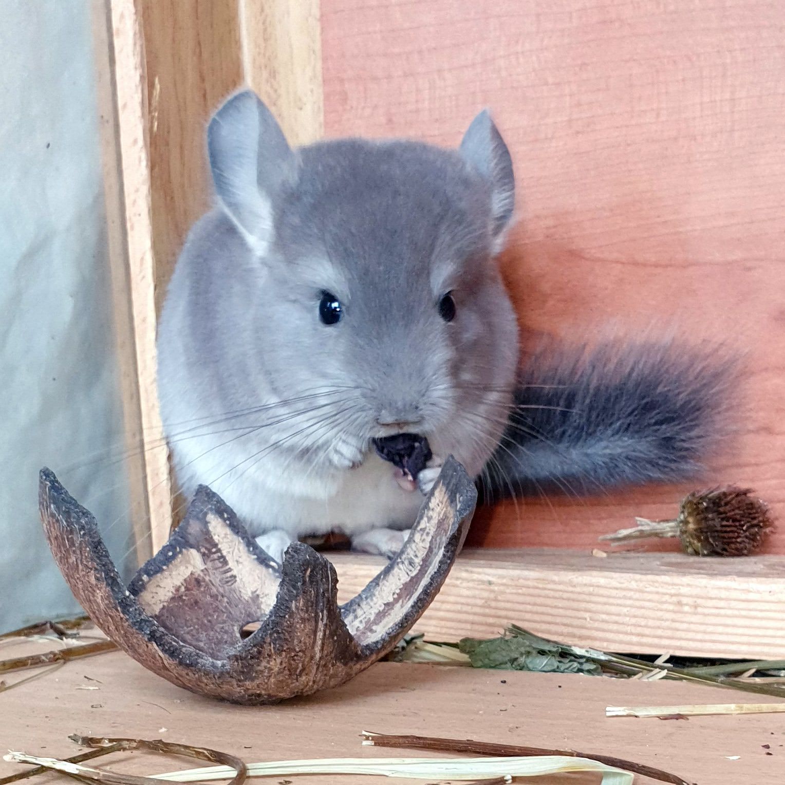 Маленький самец шиншиллы окраса Фиолетовый носитель ангоры