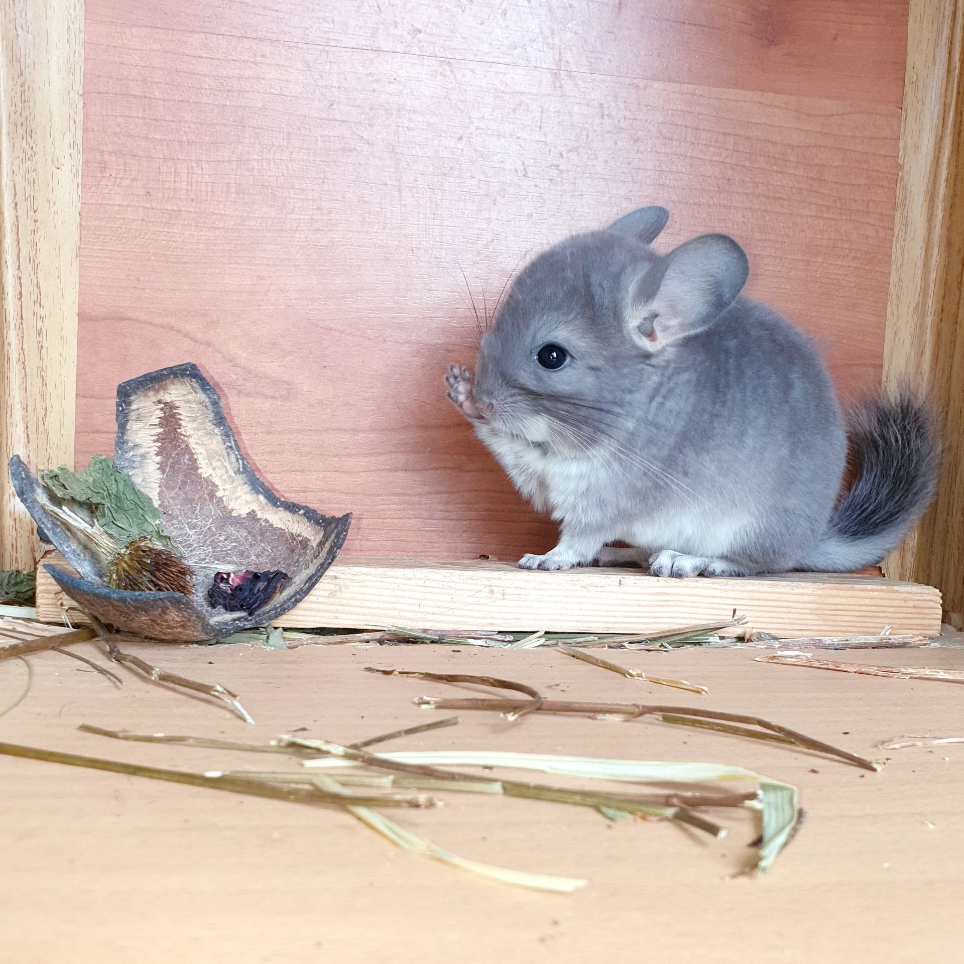 Маленький самец шиншиллы окраса Фиолетовый носитель ангоры