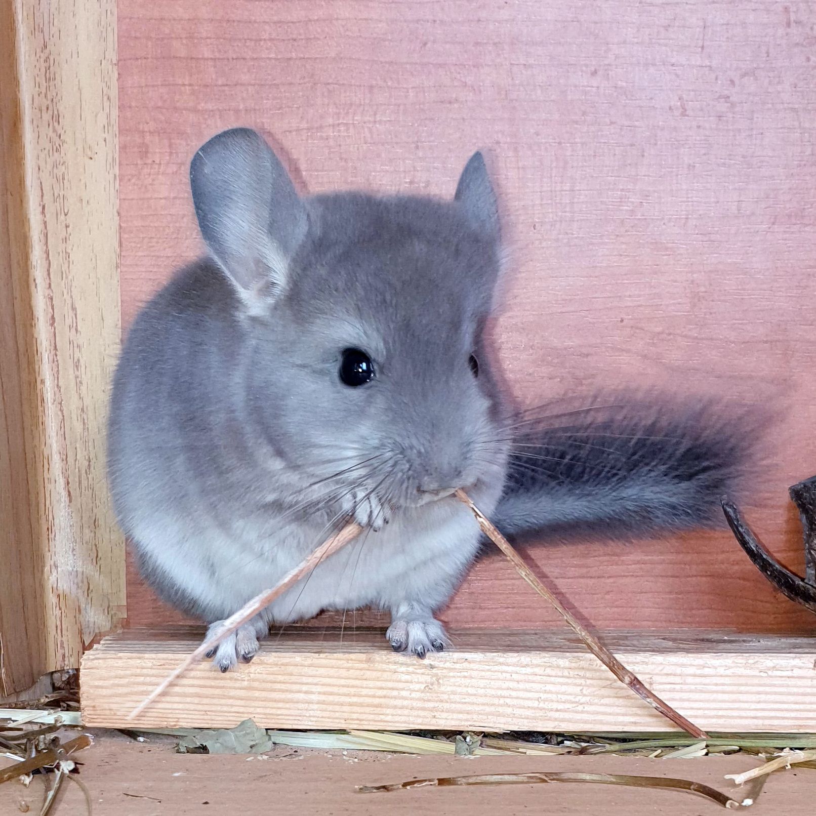 Маленький самец шиншиллы окраса Фиолетовый носитель ангоры