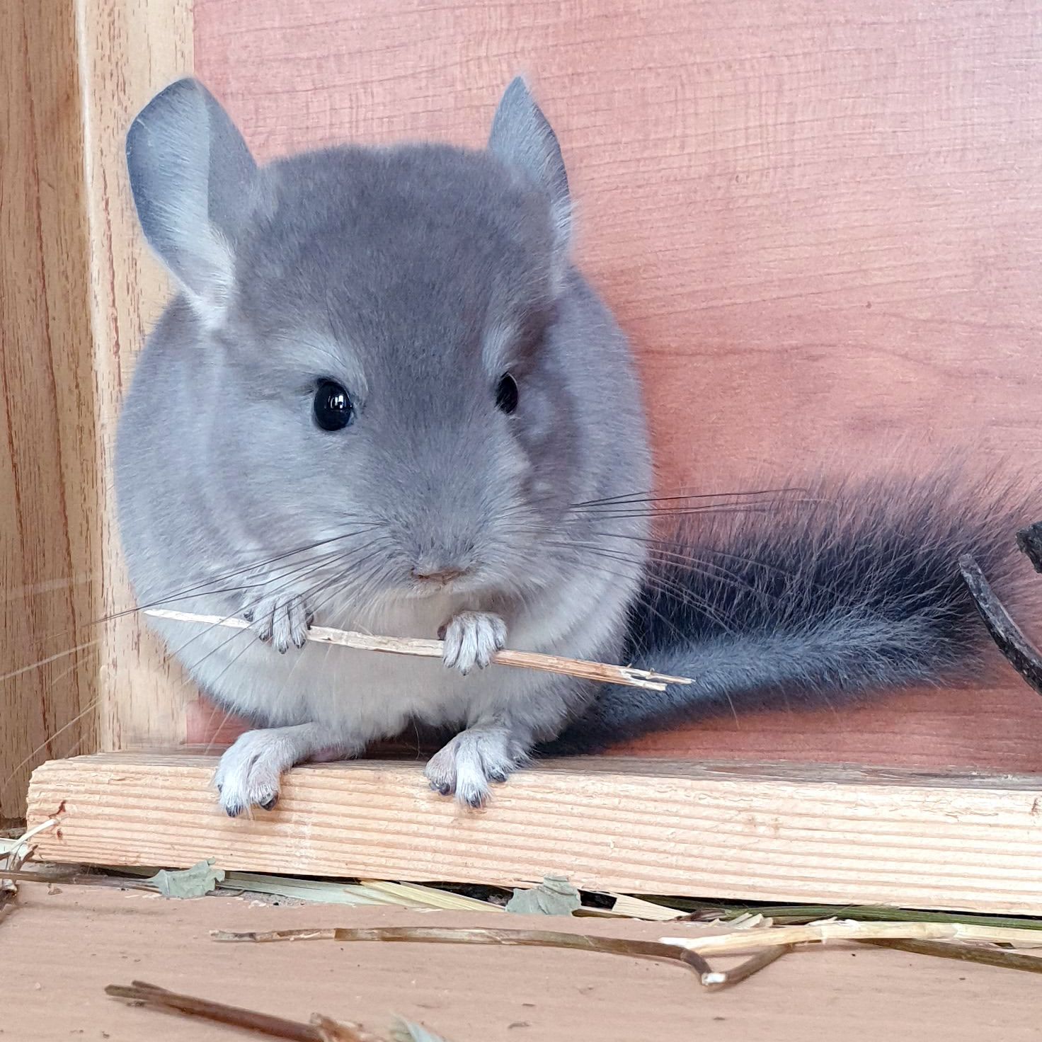 Маленький самец шиншиллы окраса Фиолетовый носитель ангоры