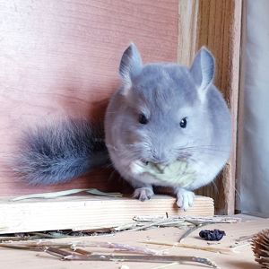 Маленький самец шиншиллы Фиолет носитель ангоры