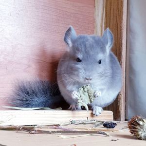 Маленький самец шиншиллы Фиолет носитель ангоры