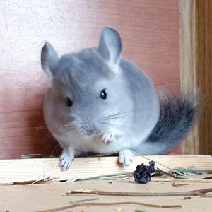 Маленький самец шиншиллы Фиолет носитель ангоры