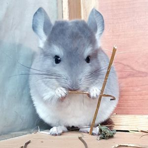 Маленький самец шиншиллы Фиолет носитель ангоры