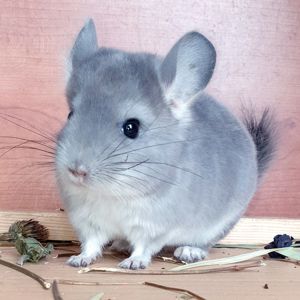 Маленький самец шиншиллы Фиолет носитель ангоры