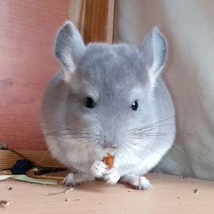 Маленький самец шиншиллы Фиолет носитель ангоры