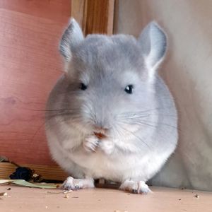 Маленький самец шиншиллы Фиолет носитель ангоры