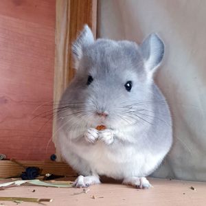 Маленький самец шиншиллы Фиолет носитель ангоры