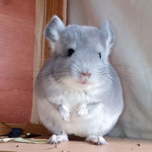 Маленький самец шиншиллы Фиолет носитель ангоры