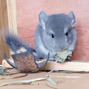 Маленький самец шиншиллы окраса Фиолетовый носитель ангоры