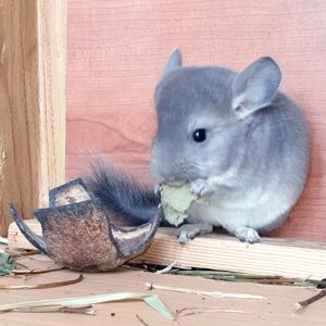 Маленький самец шиншиллы окраса Фиолетовый носитель ангоры