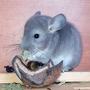 Маленький самец шиншиллы окраса Фиолетовый носитель ангоры