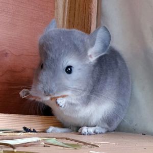 Маленький самец шиншиллы окраса Фиолетовый носитель ангоры