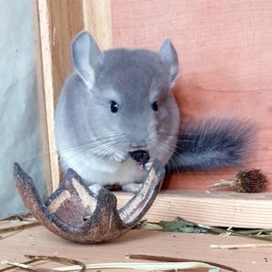 Маленький самец шиншиллы окраса Фиолетовый носитель ангоры