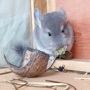 Маленький самец шиншиллы окраса Фиолетовый носитель ангоры