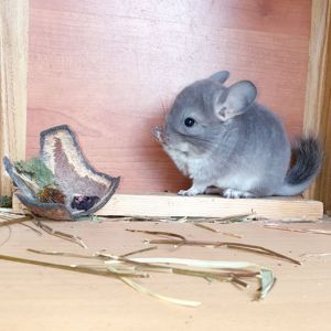 Маленький самец шиншиллы окраса Фиолетовый носитель ангоры