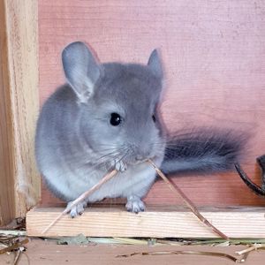 Маленький самец шиншиллы окраса Фиолетовый носитель ангоры