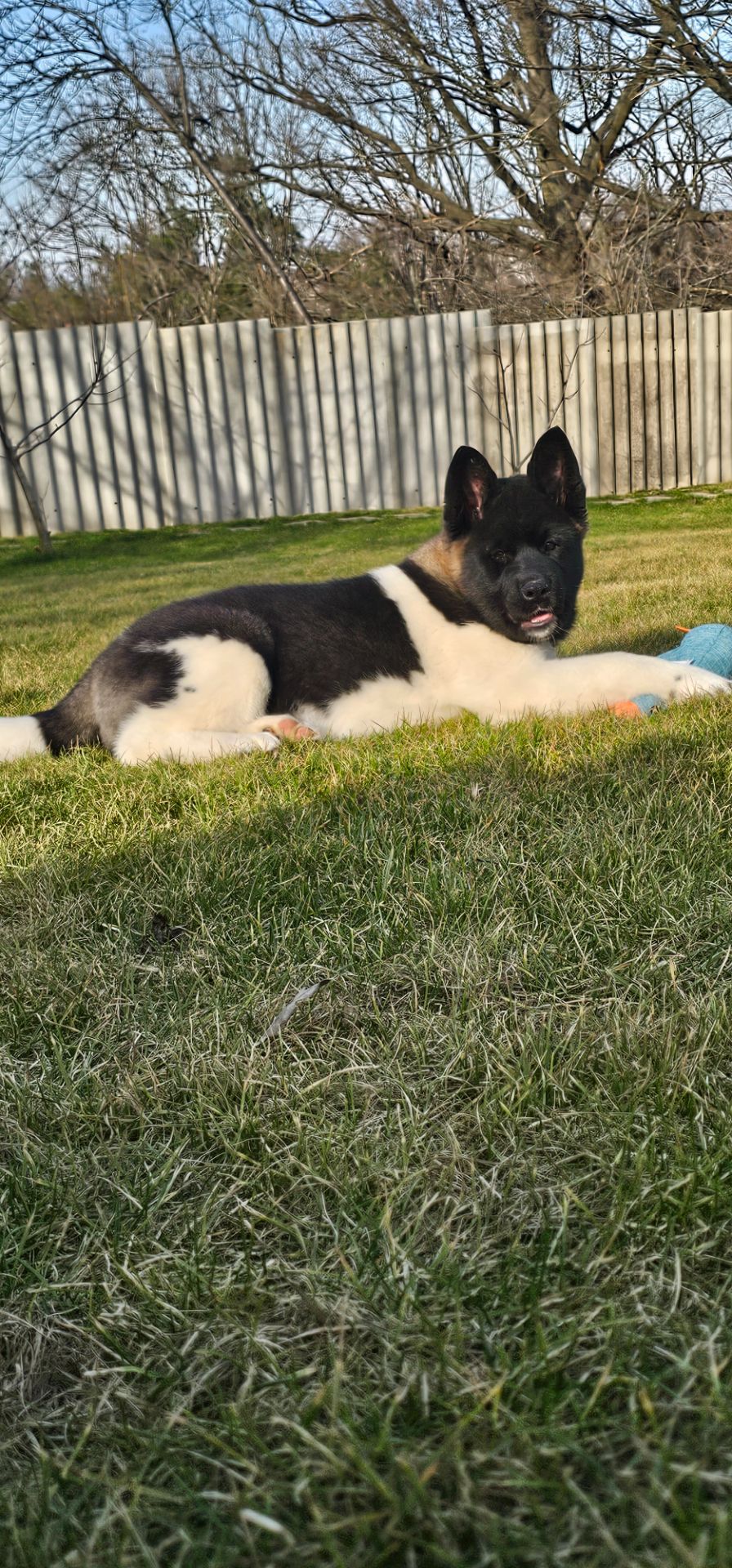 Девочка Holli Американская Акита КСУ