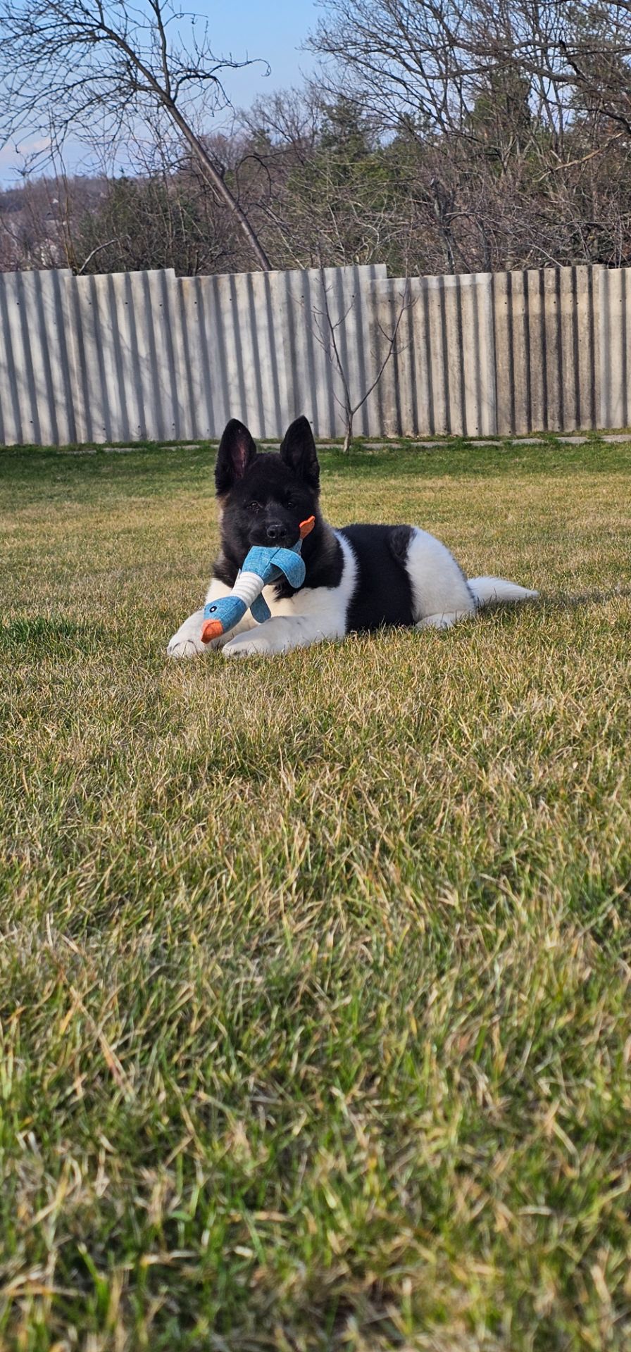 Девочка Holli Американская Акита КСУ