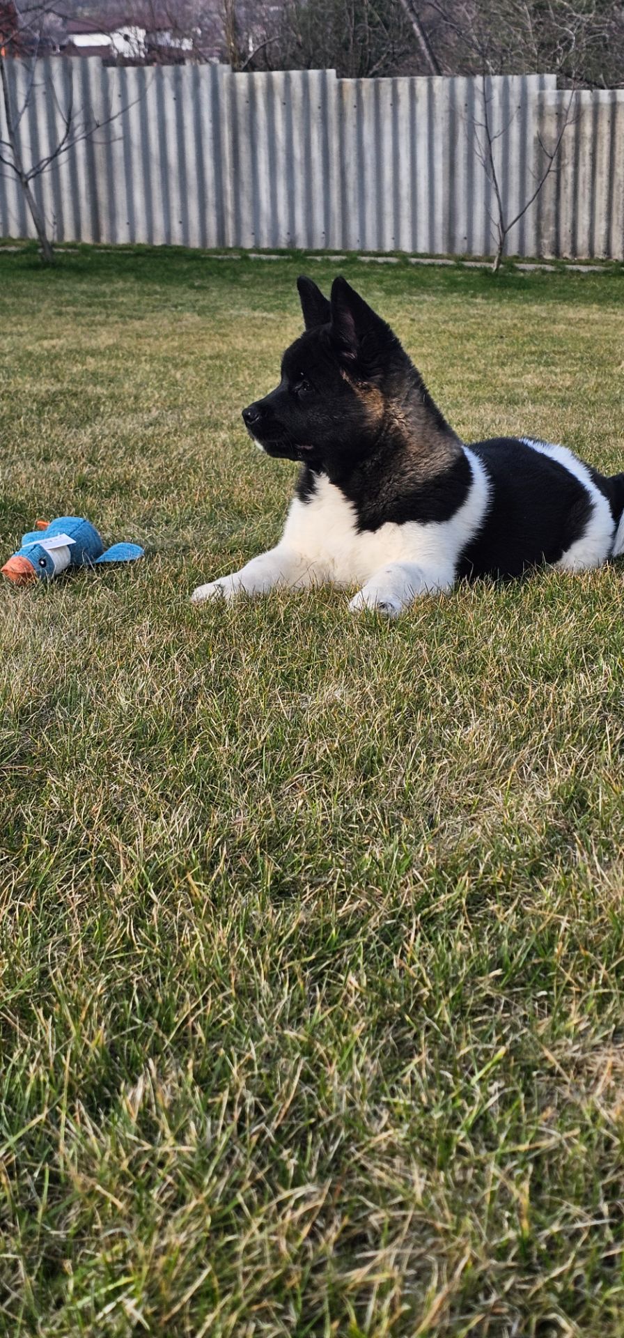 Девочка Holli Американская Акита КСУ