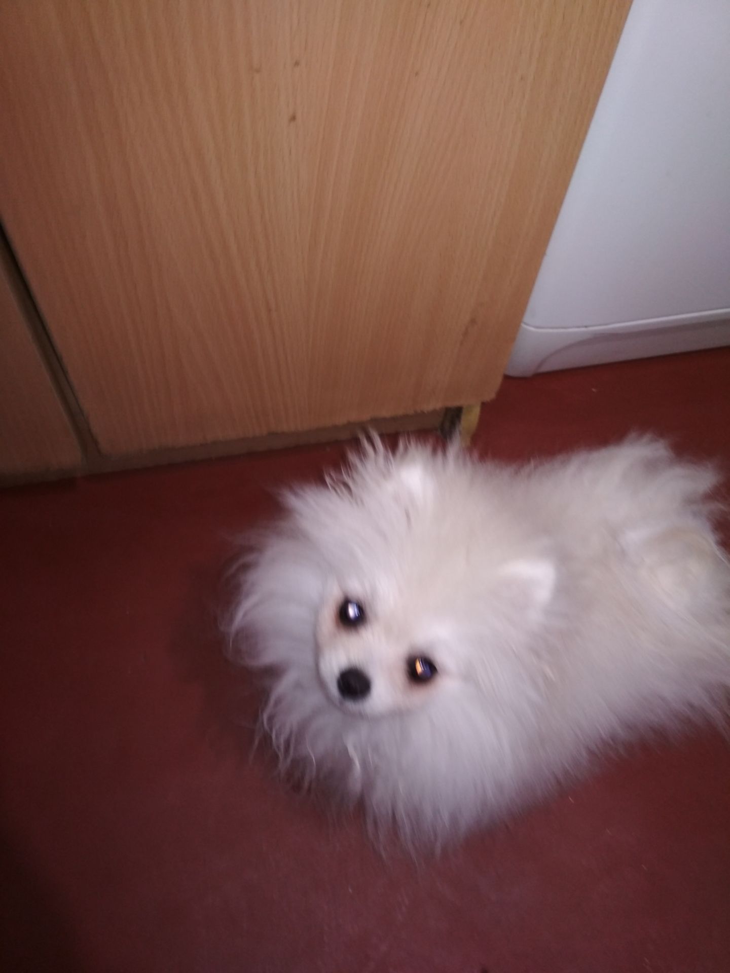 Милый шпицуля