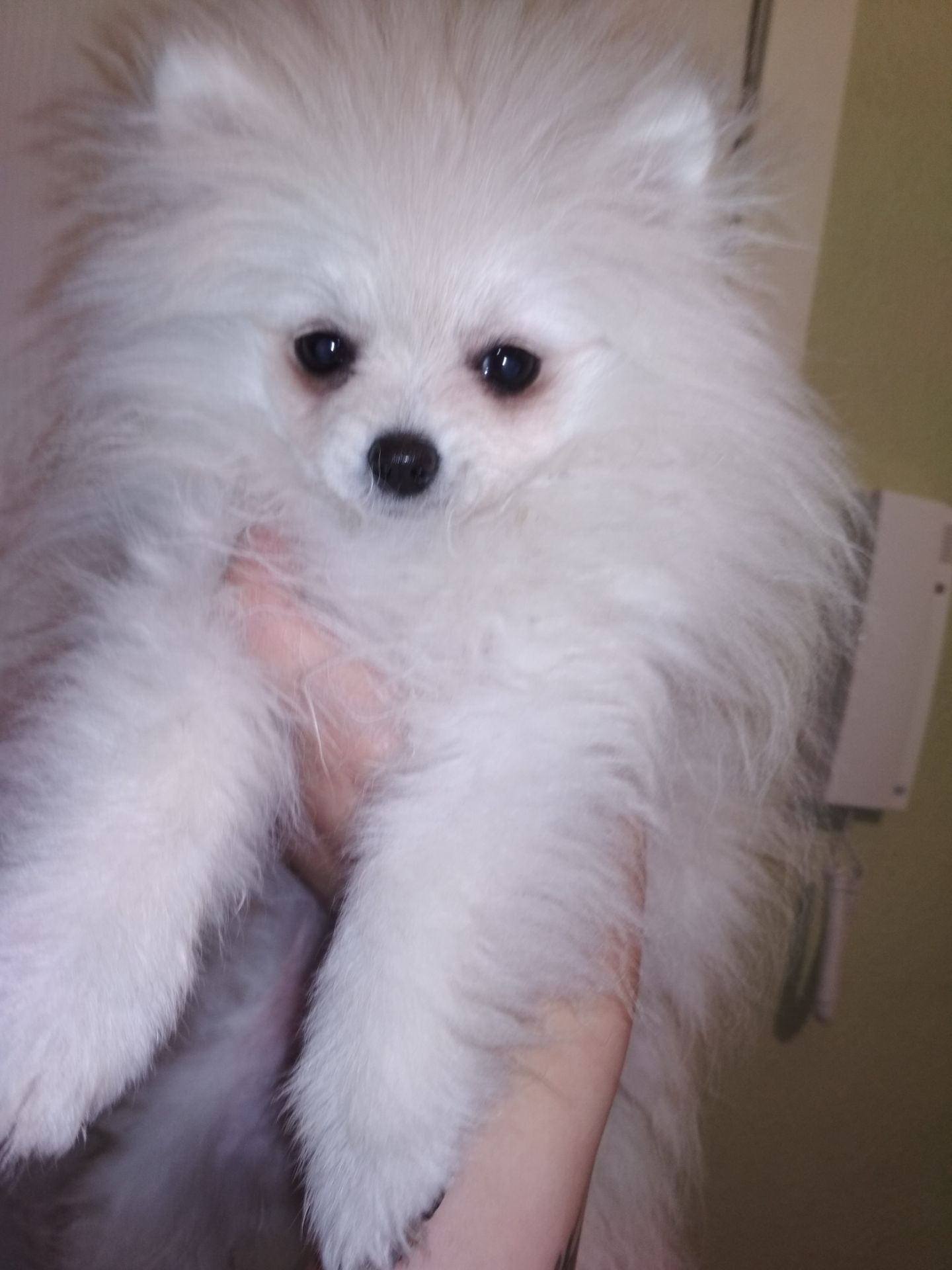 Милый шпицуля