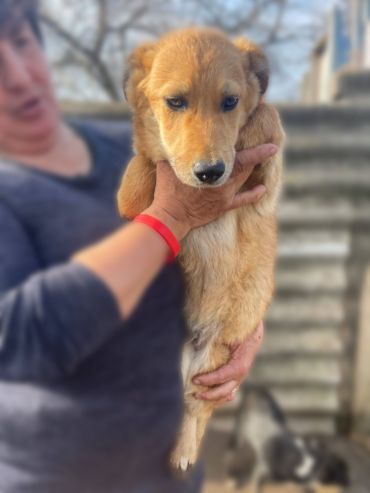 цуценя Чарлі, міні-коргі