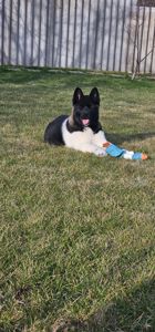 Девочка Holli Американская Акита КСУ