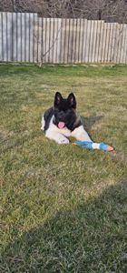 Девочка Holli Американская Акита КСУ