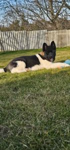 Девочка Holli Американская Акита КСУ