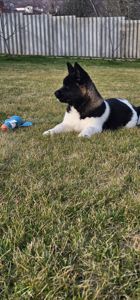 Девочка Holli Американская Акита КСУ