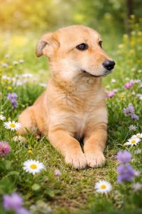 цуценя Чарлі, міні-коргі