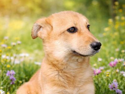 цуценя Чарлі, міні-коргі