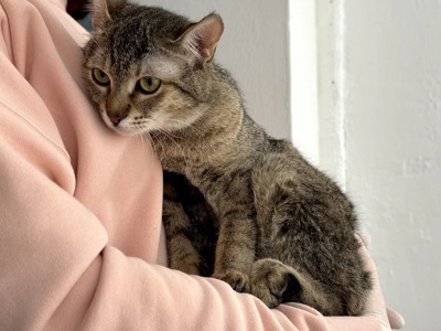 Ніжна Моніка, кошеня