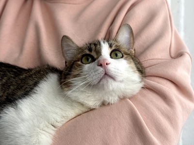 Кошеня Том, хлопчик