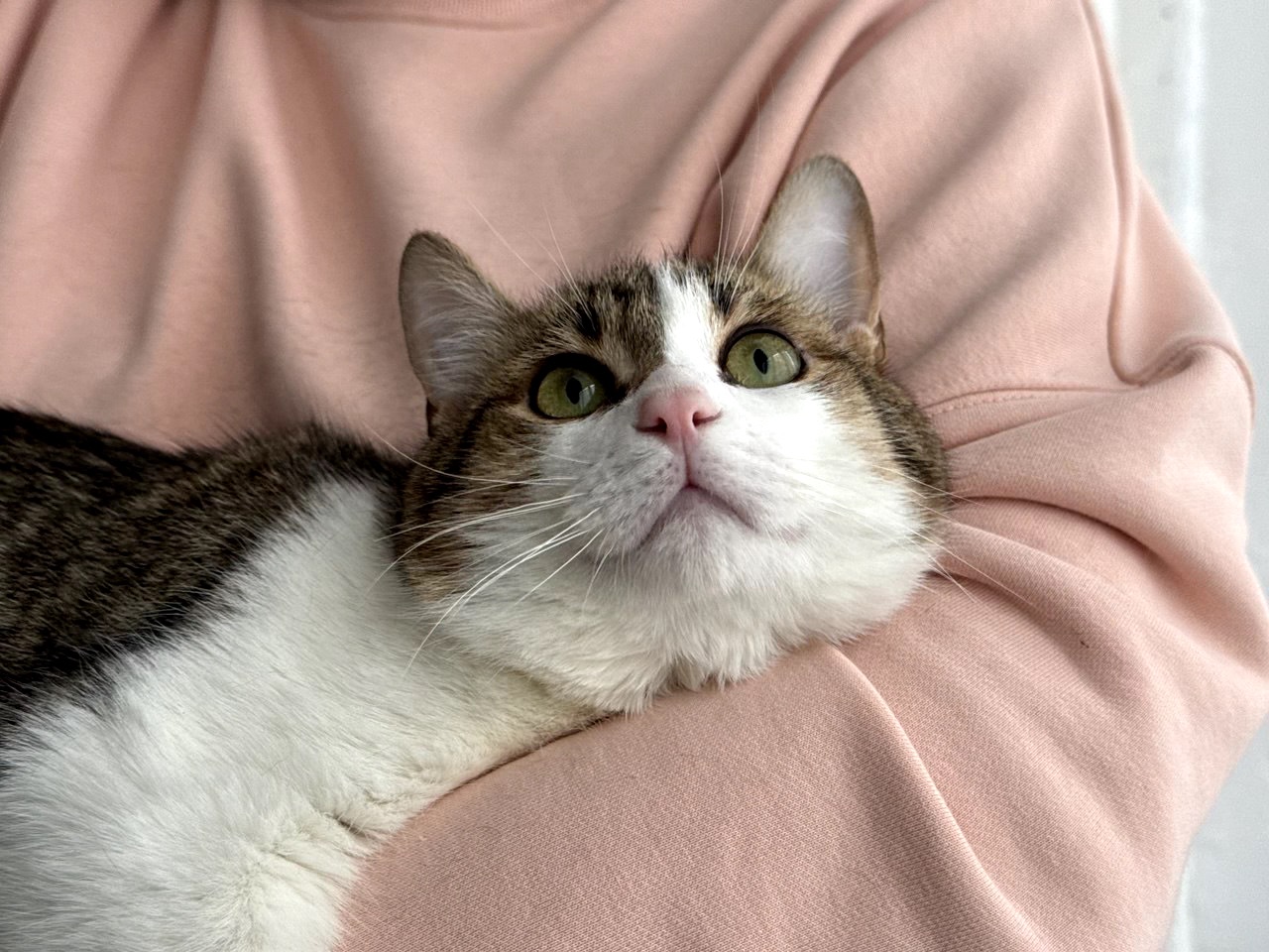 Кошеня Том, хлопчик