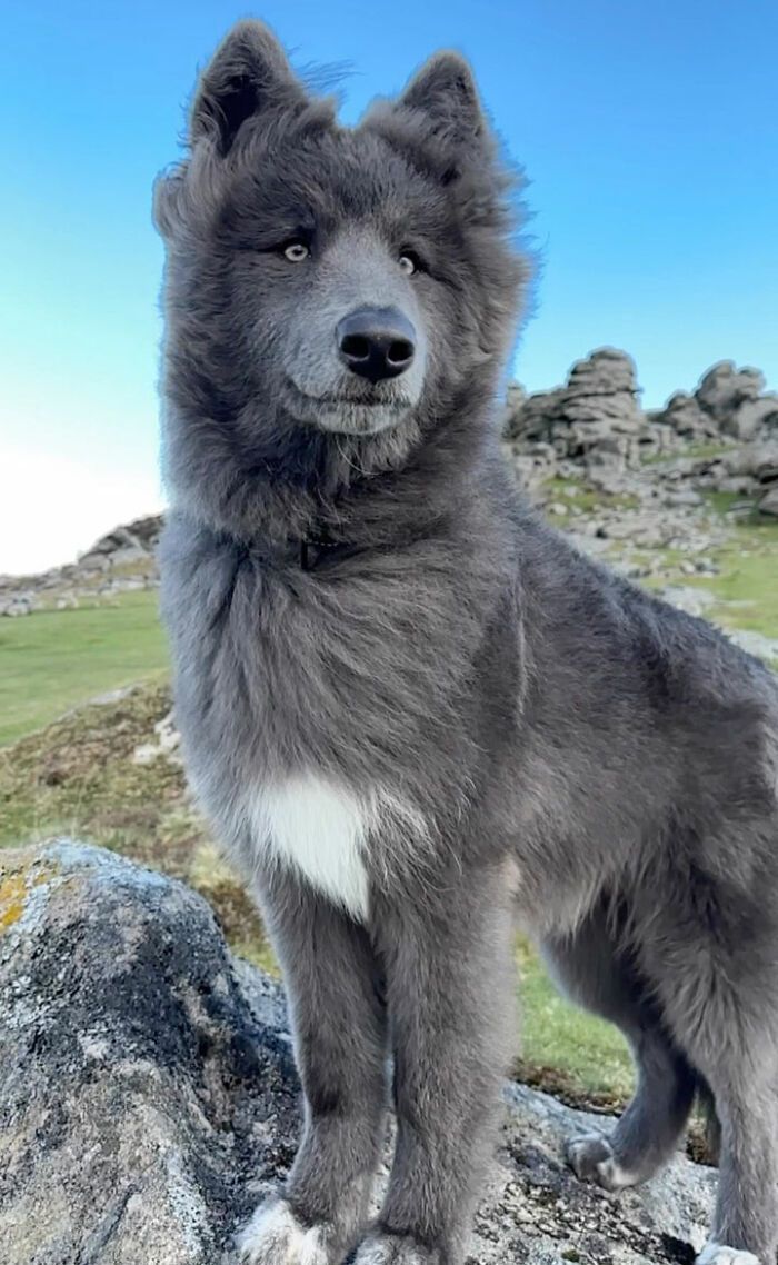 ЕКСКЛЮЗИВ: Сталевий Вовкособ (Blue Wolfdog)