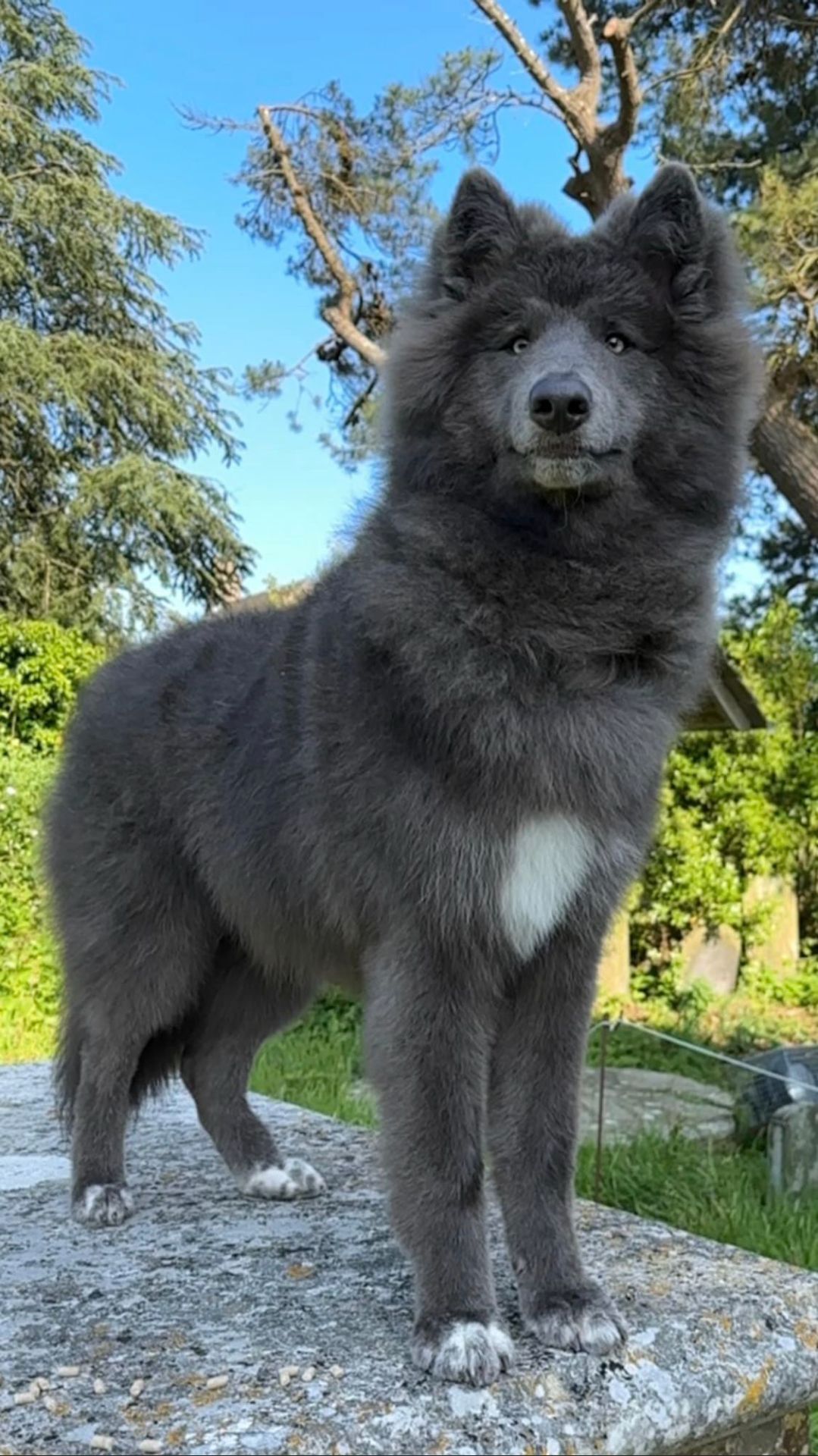 ЕКСКЛЮЗИВ: Сталевий Вовкособ (Blue Wolfdog)
