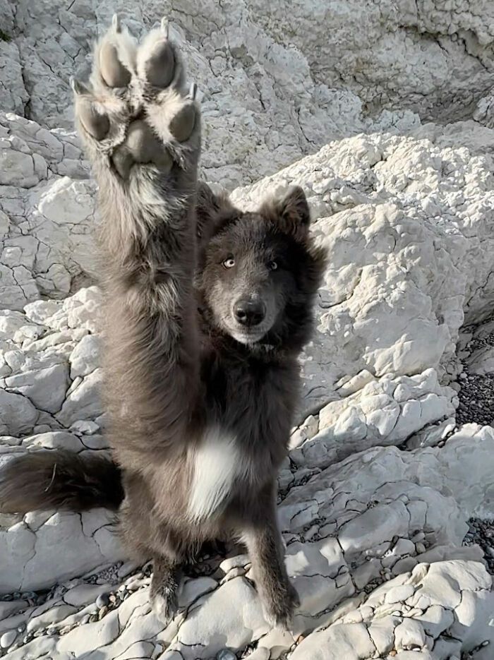 ЕКСКЛЮЗИВ: Сталевий Вовкособ (Blue Wolfdog)