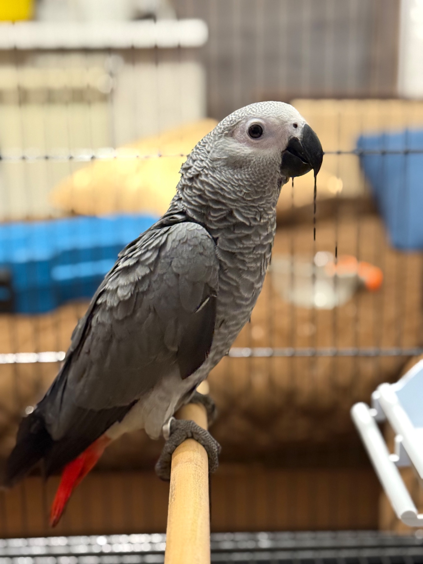 Птенцы выкормвши попугая Жако малыши