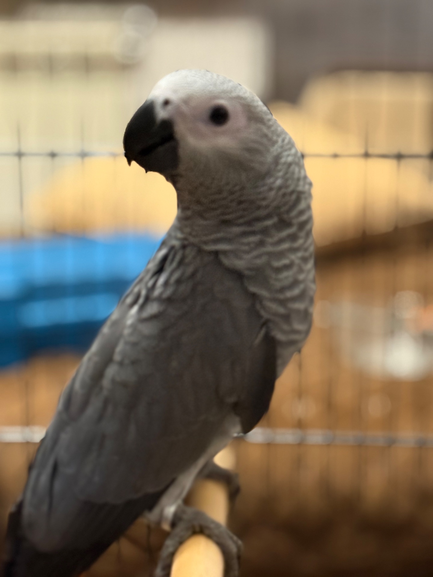 Птенцы выкормвши попугая Жако малыши