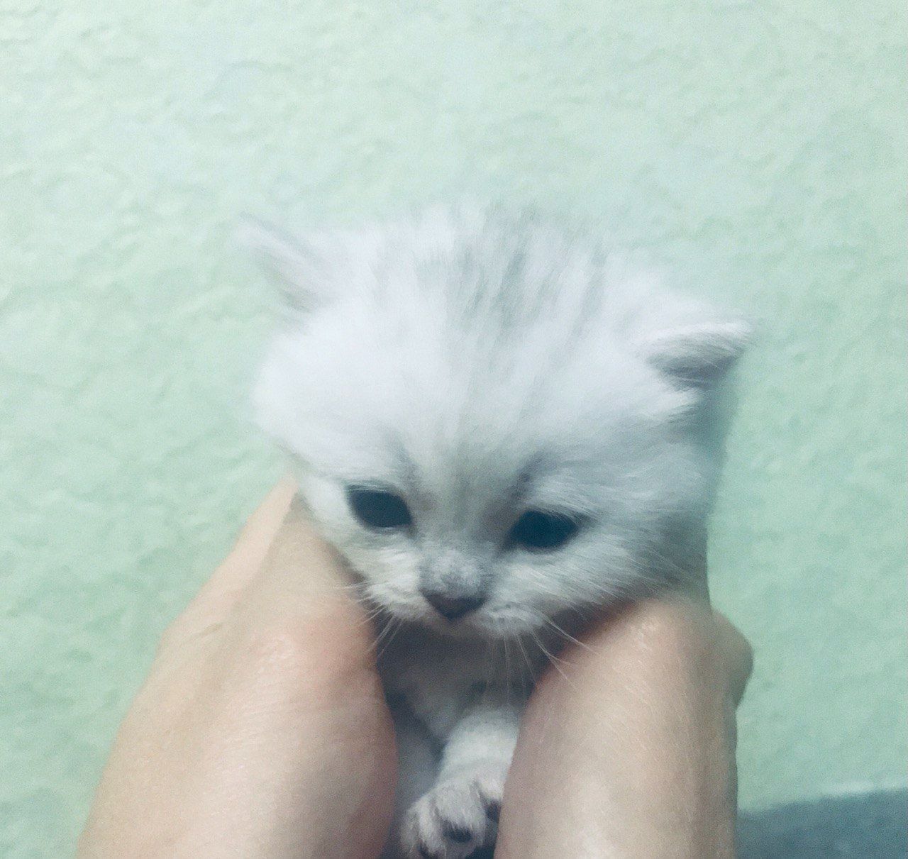 Шиншиловий котенок под бронь