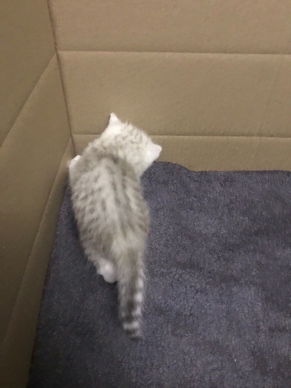 Шиншиловий котенок под бронь